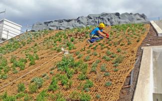 Before the plants are set, the substrate is secured with nets made of coconut fibres. © ZinCo GmbH / Impermeabilizaciones Machado, S.L.U. Roof gardener on a pitched green roof